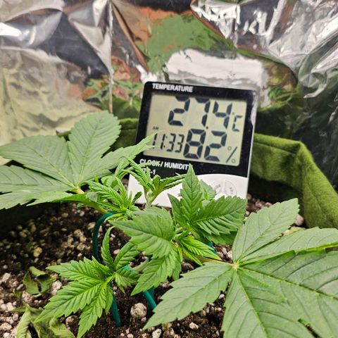 BLUE DREAM growlog photo: VPD encaixado. Ramos laterais se desenvolvendo muito bem. Mantendo a LST para iniciar a estrutura de topos de tamanhos iguais. Planta se recuperou muito bem da Poda Top.