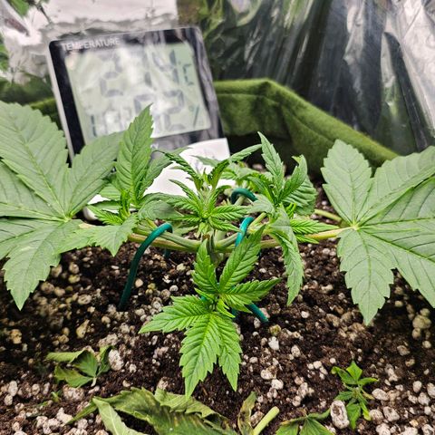 BLUE DREAM growlog photo: VPD encaixado. Ramos laterais se desenvolvendo muito bem. Mantendo a LST para iniciar a estrutura de topos de tamanhos iguais. Planta se recuperou muito bem da Poda Top.