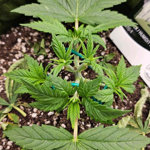 BLUE DREAM growlog photo: VPD encaixado. Ramos laterais se desenvolvendo muito bem. Mantendo a LST para iniciar a estrutura de topos de tamanhos iguais. Planta se recuperou muito bem da Poda Top.