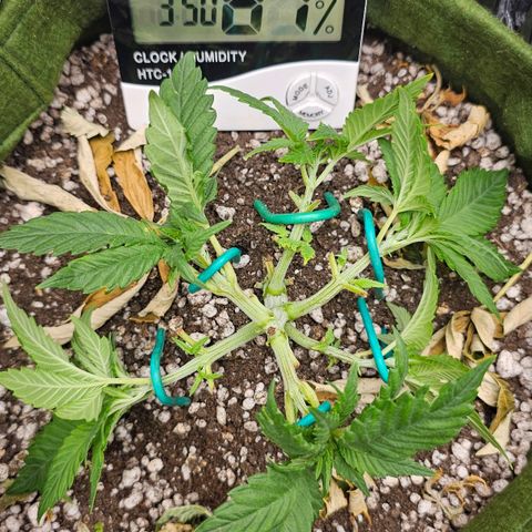 BLUE DREAM growlog photo: Planta com 6 ramos. Cortes da desfolha cicatrizados. VPD encaixado com umidificador.
