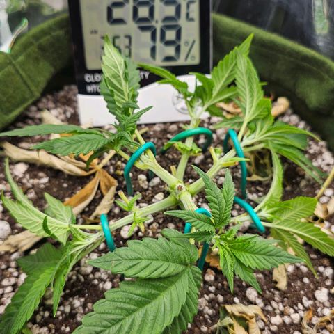 BLUE DREAM growlog photo: Planta com 6 ramos. Cortes da desfolha cicatrizados. VPD encaixado com umidificador.