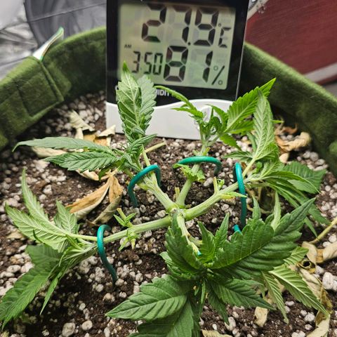 BLUE DREAM growlog photo: Planta com 6 ramos. Cortes da desfolha cicatrizados. VPD encaixado com umidificador.