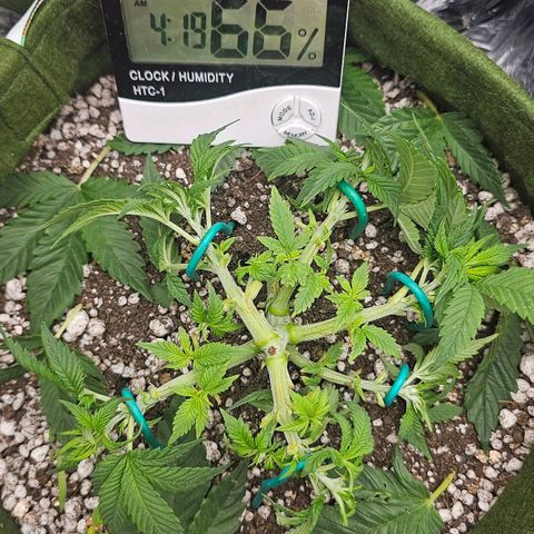 BLUE DREAM growlog timeline photo