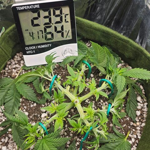 BLUE DREAM growlog timeline photo