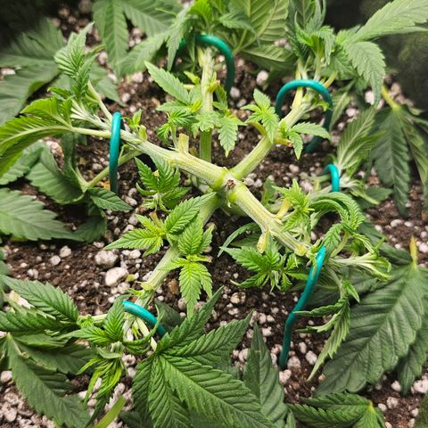 BLUE DREAM growlog timeline photo
