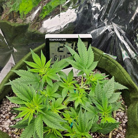 BLUE DREAM growlog photo: Planta saudável, com crescimento razoável. Genética com pouca distância entre os nós mas desenvolvendo bem suas ramificações laterais. Vou deixar preencher agora e fazer uma desfolha somente antes de flipar pro 12h/12h. LST salvando na organização dos ramos. Ela respondeu bem ao aumento de PPFD com o calço que botei para elevá-la.