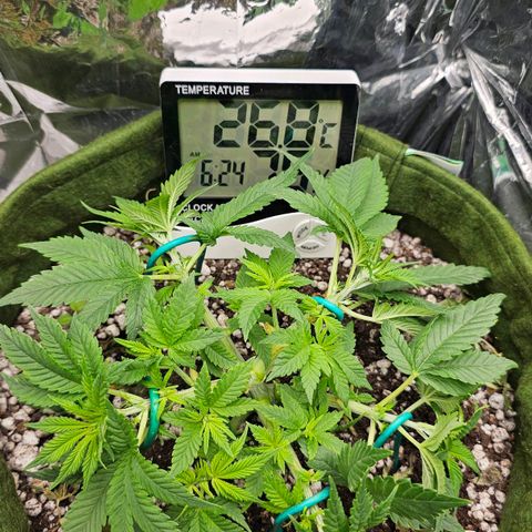 BLUE DREAM growlog photo: Planta saudável, com crescimento razoável. Genética com pouca distância entre os nós mas desenvolvendo bem suas ramificações laterais. Vou deixar preencher agora e fazer uma desfolha somente antes de flipar pro 12h/12h. LST salvando na organização dos ramos. Ela respondeu bem ao aumento de PPFD com o calço que botei para elevá-la.