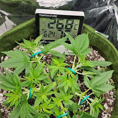 BLUE DREAM growlog photo: Planta saudável, com crescimento razoável. Genética com pouca distância entre os nós mas desenvolvendo bem suas ramificações laterais. Vou deixar preencher agora e fazer uma desfolha somente antes de flipar pro 12h/12h. LST salvando na organização dos ramos. Ela respondeu bem ao aumento de PPFD com o calço que botei para elevá-la.