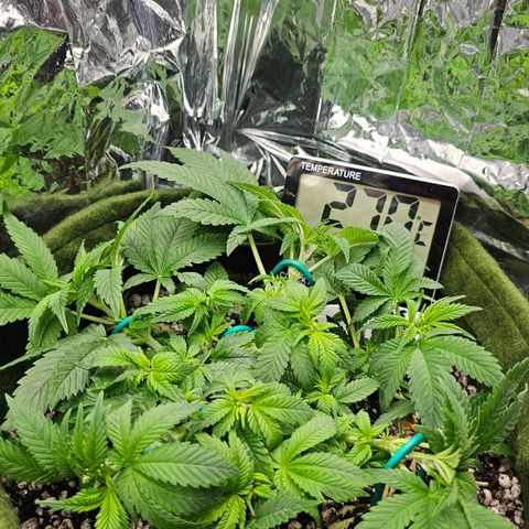 BLUE DREAM growlog photo: Planta apresentando brotos crescendo saudáveis. Galhos robustos demais, sinônimo de muita seiva e graças ao LST. Nós próximos dias irei trocar os arames pelas amarras no vaso nos ramos mais robustos e continuar com os arames nos brotos para organizá-los.