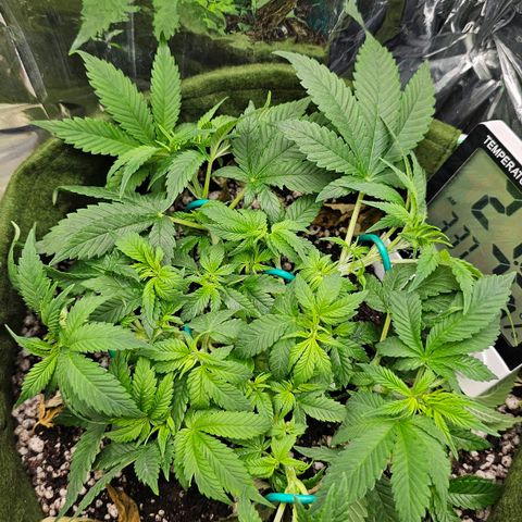 BLUE DREAM growlog photo: Planta apresentando brotos crescendo saudáveis. Galhos robustos demais, sinônimo de muita seiva e graças ao LST. Nós próximos dias irei trocar os arames pelas amarras no vaso nos ramos mais robustos e continuar com os arames nos brotos para organizá-los.