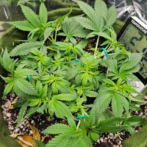BLUE DREAM growlog photo: Planta apresentando brotos crescendo saudáveis. Galhos robustos demais, sinônimo de muita seiva e graças ao LST. Nós próximos dias irei trocar os arames pelas amarras no vaso nos ramos mais robustos e continuar com os arames nos brotos para organizá-los.