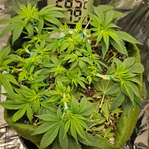 BLUE DREAM growlog photo: Planta bonita, respondendo bem ao aumento de PPFD. Desfolha simples para dar um boom nos brotos e só. LST feito com amarras e arames nos galhos robustos e somente com arame nos galhos novos. 