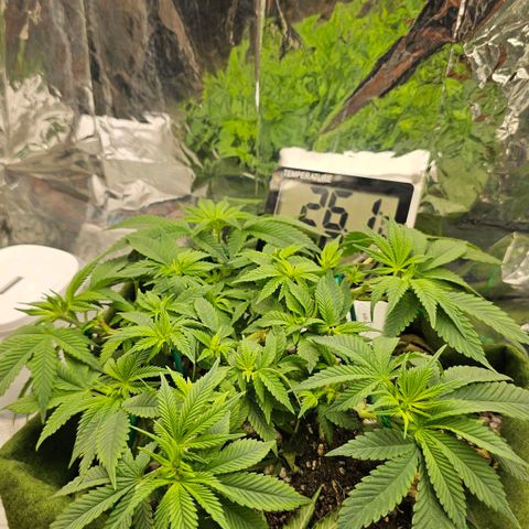 BLUE DREAM growlog photo: Planta bonita, respondendo bem ao aumento de PPFD. Desfolha simples para dar um boom nos brotos e só. LST feito com amarras e arames nos galhos robustos e somente com arame nos galhos novos. 