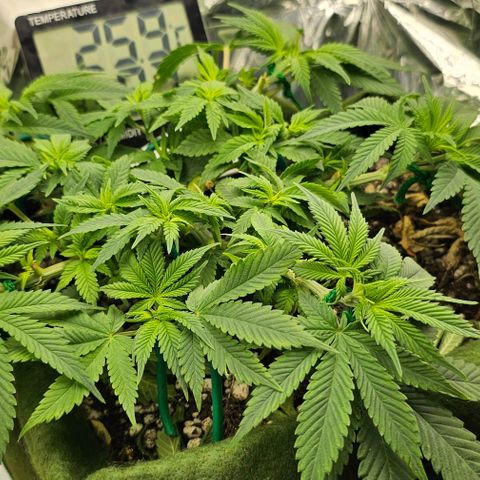 BLUE DREAM growlog photo: Planta bonita, respondendo bem ao aumento de PPFD. Desfolha simples para dar um boom nos brotos e só. LST feito com amarras e arames nos galhos robustos e somente com arame nos galhos novos. 