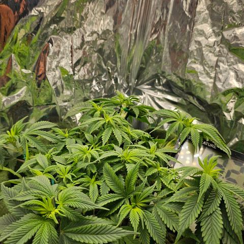 BLUE DREAM growlog photo: Planta com aparência saudável, poderia estar maior mas as desfolhas acabam travando um pouco. Acabou de completar um mês de vegetativo e vou segurar mais uma ou duas semanas para flipar pro 12h/12h, de acordo com o crescimento dela.