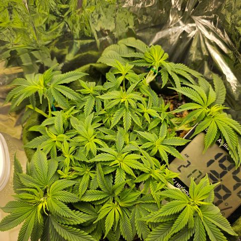 BLUE DREAM growlog photo: Planta com aparência saudável, poderia estar maior mas as desfolhas acabam travando um pouco. Acabou de completar um mês de vegetativo e vou segurar mais uma ou duas semanas para flipar pro 12h/12h, de acordo com o crescimento dela.