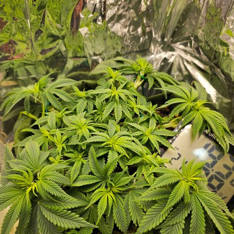 BLUE DREAM growlog photo: Planta com aparência saudável, poderia estar maior mas as desfolhas acabam travando um pouco. Acabou de completar um mês de vegetativo e vou segurar mais uma ou duas semanas para flipar pro 12h/12h, de acordo com o crescimento dela.