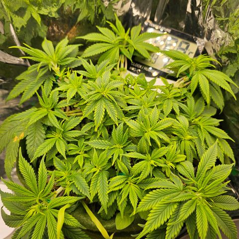 BLUE DREAM growlog photo: Planta saudável mas já apresentando sinais de que o solo precisa de nutrição. A próxima rega será com o Sauce Tropikali Vega para dar um booster no crescimento nesse final de vegetativo.