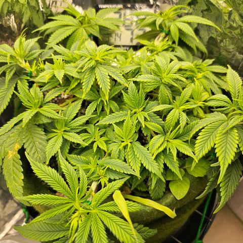 BLUE DREAM growlog photo: Planta saudável mas já apresentando sinais de que o solo precisa de nutrição. A próxima rega será com o Sauce Tropikali Vega para dar um booster no crescimento nesse final de vegetativo.