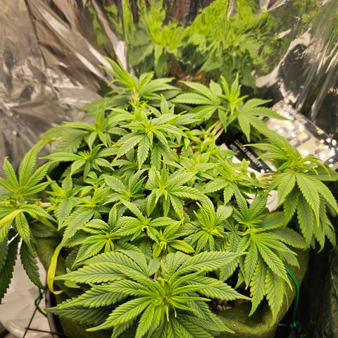 BLUE DREAM growlog photo: Planta saudável mas já apresentando sinais de que o solo precisa de nutrição. A próxima rega será com o Sauce Tropikali Vega para dar um booster no crescimento nesse final de vegetativo.
