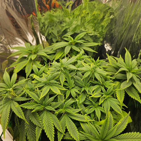 BLUE DREAM growlog photo: Planta reagindo bem à rega com as doses de fertilizante e com topos bem proeminentes, desenvolvendo bem.