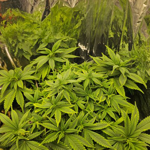 BLUE DREAM growlog photo: Planta reagindo bem à rega com as doses de fertilizante e com topos bem proeminentes, desenvolvendo bem.