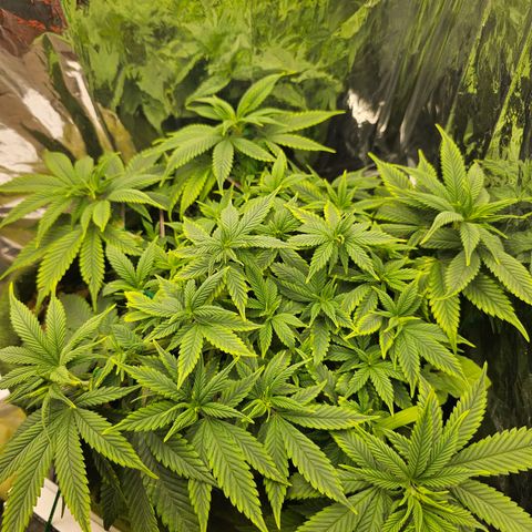 BLUE DREAM growlog photo: Planta reagindo bem à rega com as doses de fertilizante e com topos bem proeminentes, desenvolvendo bem.