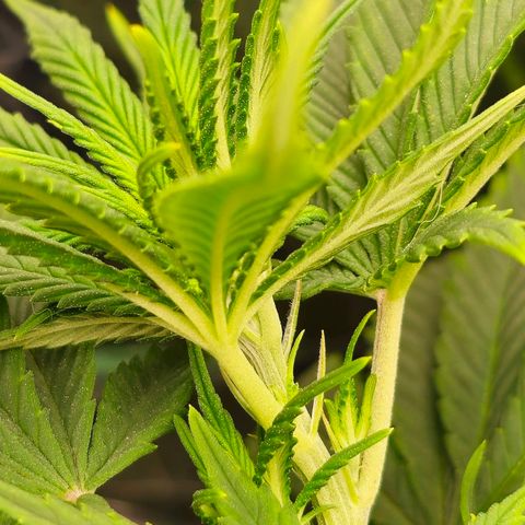 BLUE DREAM growlog photo: Planta já está direcionando energia para o crescimento das colas principais e os pistilos já começaram a aparecer com 2 dias de 12h/12h.