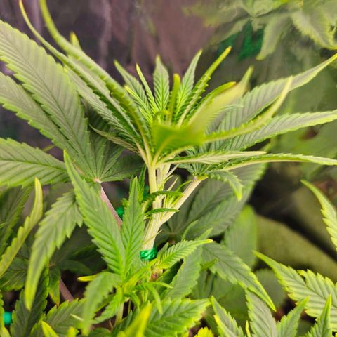BLUE DREAM growlog photo: Planta já está direcionando energia para o crescimento das colas principais e os pistilos já começaram a aparecer com 2 dias de 12h/12h.