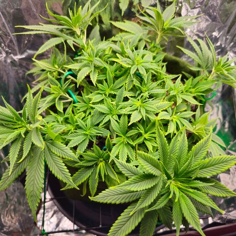 BLUE DREAM growlog photo: Aumento significativo dos ramos principais, mostrando os pistilos e com ótima aceitação ao novo ml de fertilizante.