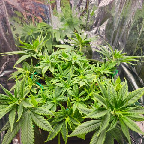 BLUE DREAM growlog photo: Aumento significativo dos ramos principais, mostrando os pistilos e com ótima aceitação ao novo ml de fertilizante.