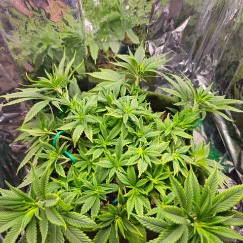 BLUE DREAM growlog photo: Aumento significativo dos ramos principais, mostrando os pistilos e com ótima aceitação ao novo ml de fertilizante.