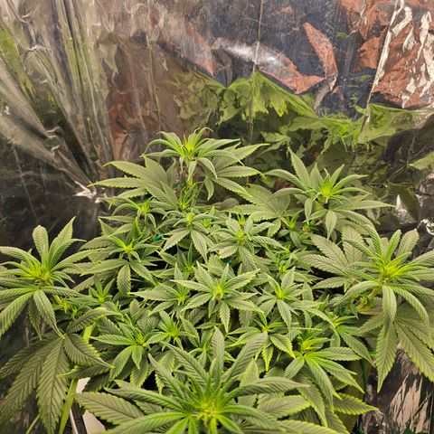 BLUE DREAM growlog photo: Pistilos saindo de fato. Anteriormente eram os cálices aparecendo. Planta saudável mas bebendo muito mais diariamente e exigindo regas mais frequentes.