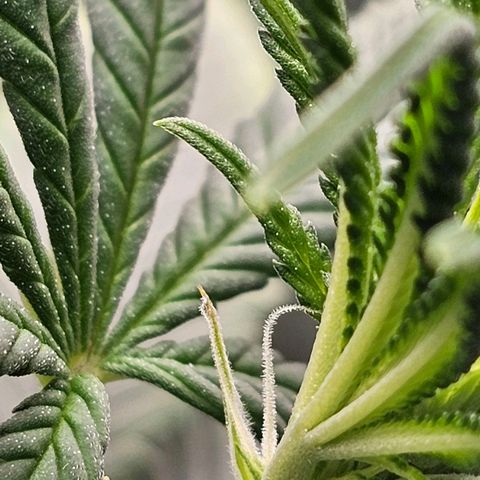 BLUE DREAM growlog photo: Pistilos saindo de fato. Anteriormente eram os cálices aparecendo. Planta saudável mas bebendo muito mais diariamente e exigindo regas mais frequentes.