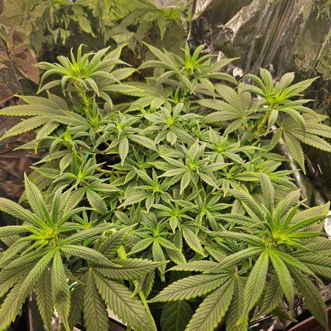BLUE DREAM growlog photo: Pistilos saindo de fato. Anteriormente eram os cálices aparecendo. Planta saudável mas bebendo muito mais diariamente e exigindo regas mais frequentes.