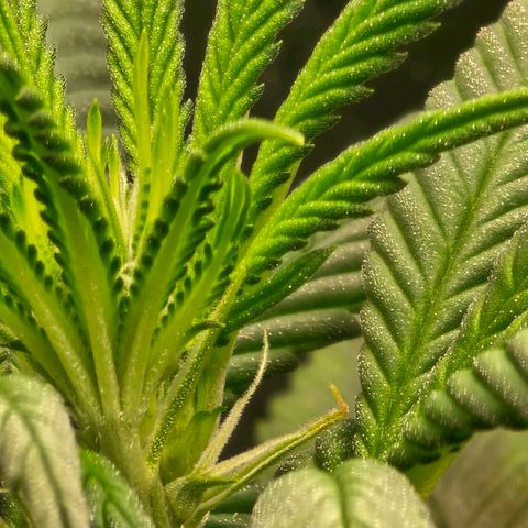 BLUE DREAM growlog photo: Pistilos saindo de fato. Anteriormente eram os cálices aparecendo. Planta saudável mas bebendo muito mais diariamente e exigindo regas mais frequentes.