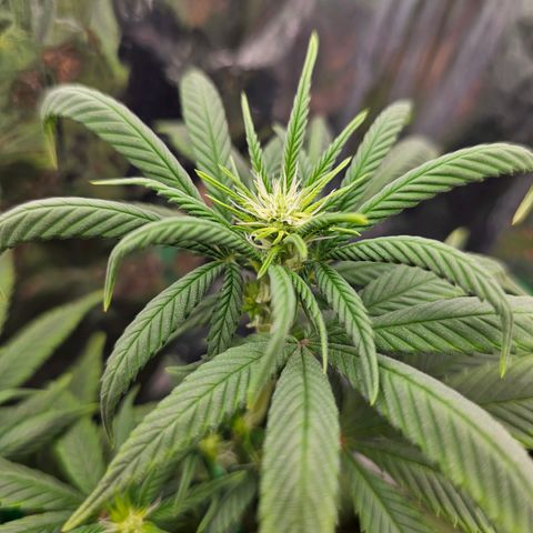 BLUE DREAM growlog photo: Planta saudável iniciando sua terceira semana de 12h/12h, pistilando cada dia mais e aumentando o tamanho dos ramos principais.