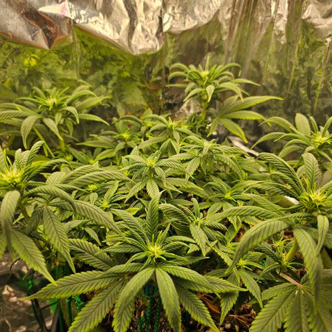BLUE DREAM growlog photo: Planta saudável iniciando sua terceira semana de 12h/12h, pistilando cada dia mais e aumentando o tamanho dos ramos principais.