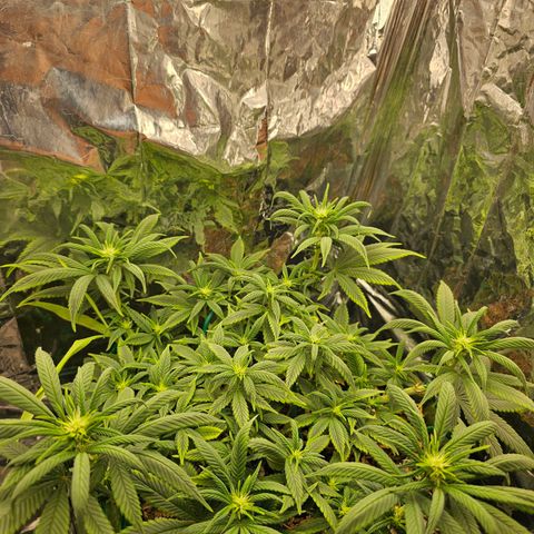 BLUE DREAM growlog photo: Planta saudável iniciando sua terceira semana de 12h/12h, pistilando cada dia mais e aumentando o tamanho dos ramos principais.