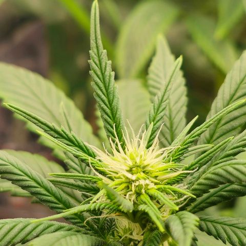 BLUE DREAM growlog photo: Planta crescendo saudável e bebendo bem por conta do calor. Folhas com indícios de excesso de calor, mas que está sendo controlado pela ventilação e umidificador. Pistilos cada vez mais destacados.