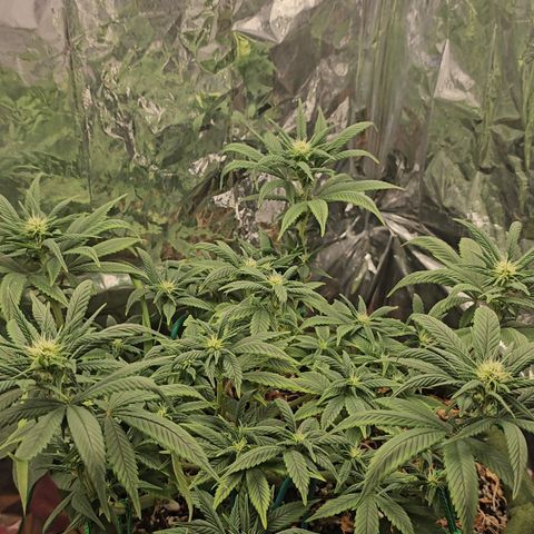 BLUE DREAM growlog photo: Planta crescendo saudável e bebendo bem por conta do calor. Folhas com indícios de excesso de calor, mas que está sendo controlado pela ventilação e umidificador. Pistilos cada vez mais destacados.