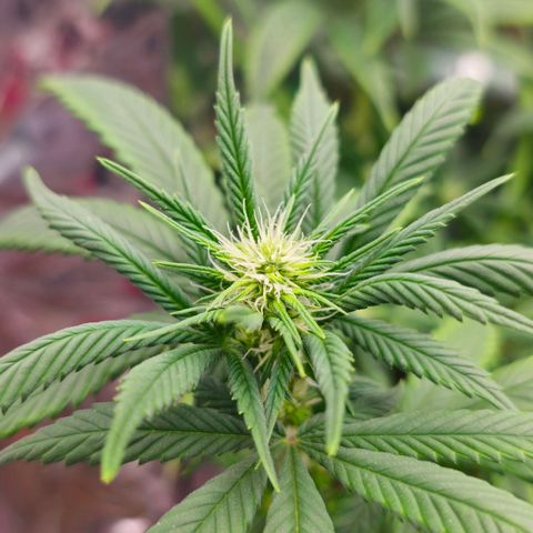 BLUE DREAM growlog photo: Planta crescendo saudável e bebendo bem por conta do calor. Folhas com indícios de excesso de calor, mas que está sendo controlado pela ventilação e umidificador. Pistilos cada vez mais destacados.