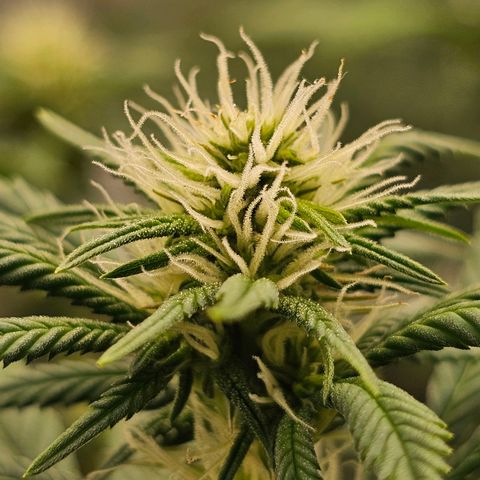 BLUE DREAM growlog photo: Sugar leaves dando às caras e parecendo que vão vir bem resinadas. Planta saudável e com crescimento razoável para o estiramento de flora.