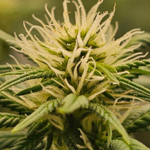 BLUE DREAM growlog photo: Sugar leaves dando às caras e parecendo que vão vir bem resinadas. Planta saudável e com crescimento razoável para o estiramento de flora.