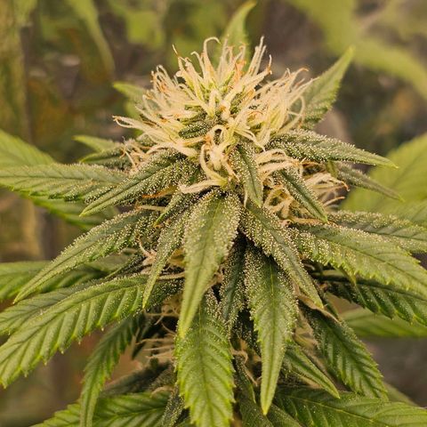 BLUE DREAM growlog photo: Planta saudável, não apresentando nenhum tipo de deficiência grave. Com tamanho consideravelmente bom e agora na fase de início de engorda dos topbuds.