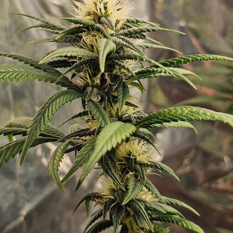 BLUE DREAM growlog photo: Planta saudável, não apresentando nenhum tipo de deficiência grave. Com tamanho consideravelmente bom e agora na fase de início de engorda dos topbuds.