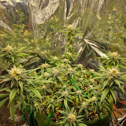 BLUE DREAM growlog photo: Planta saudável, não apresentando nenhum tipo de deficiência grave. Com tamanho consideravelmente bom e agora na fase de início de engorda dos topbuds.