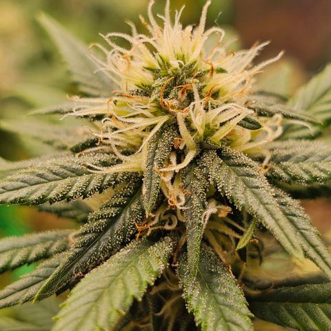 BLUE DREAM growlog photo: Planta saudável, não apresentando nenhum tipo de deficiência grave. Com tamanho consideravelmente bom e agora na fase de início de engorda dos topbuds.