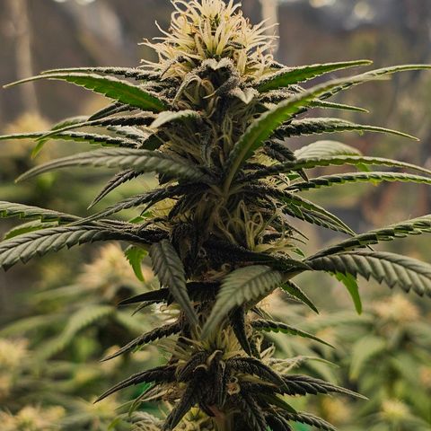 BLUE DREAM growlog photo: Planta saudável, não apresentando nenhum tipo de deficiência grave. Com tamanho consideravelmente bom e agora na fase de início de engorda dos topbuds.