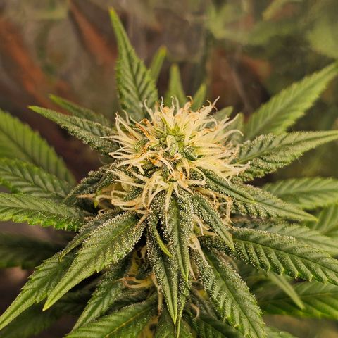 BLUE DREAM growlog photo: Planta saudável, não apresentando nenhum tipo de deficiência grave. Com tamanho consideravelmente bom e agora na fase de início de engorda dos topbuds.